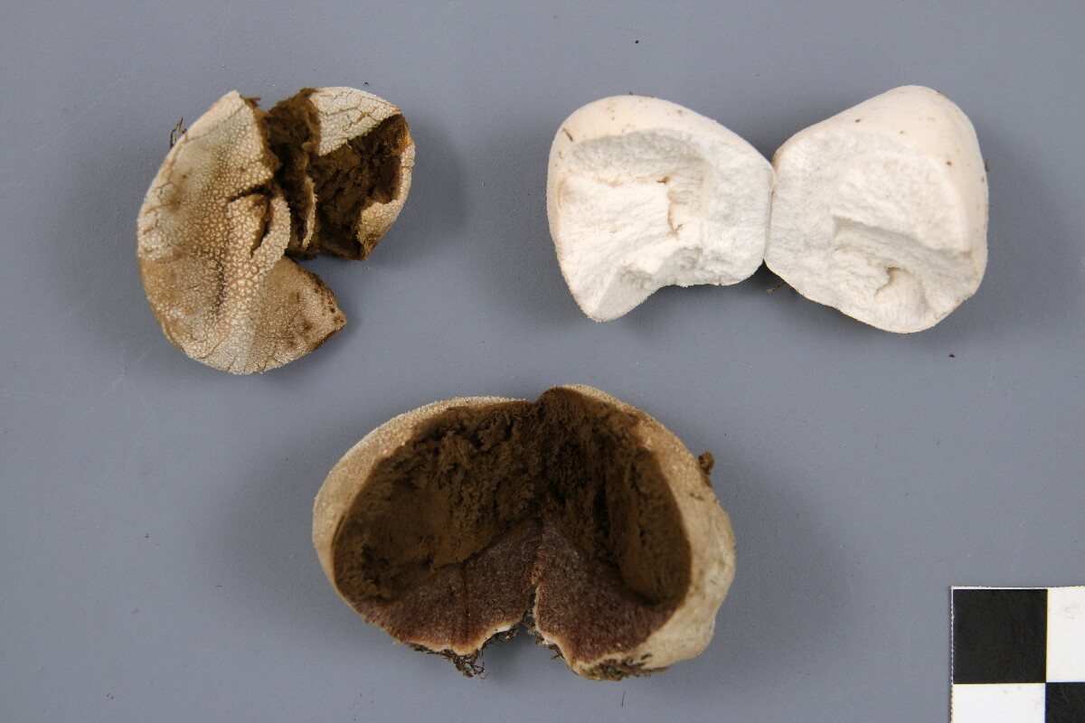 Lycoperdon niveum image